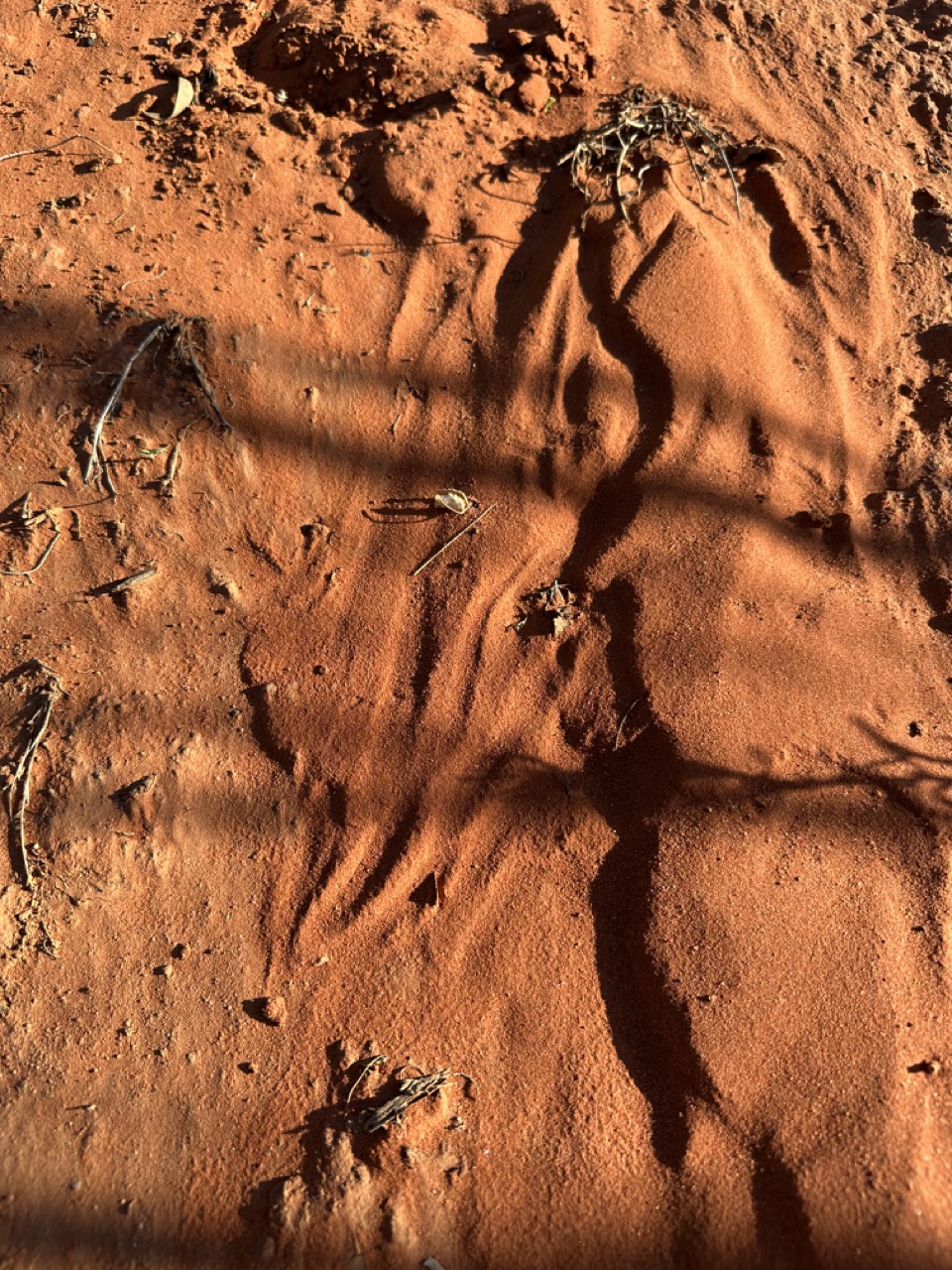 I found some kangaroo tracks while collecting firewood