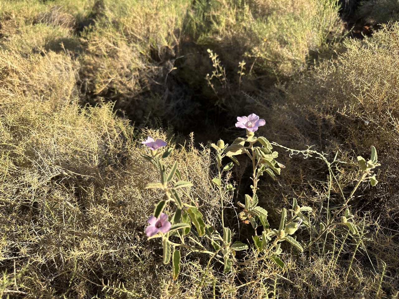 There were a few wildflowers along the hike, it feels so magical to see wildflowers in the desert