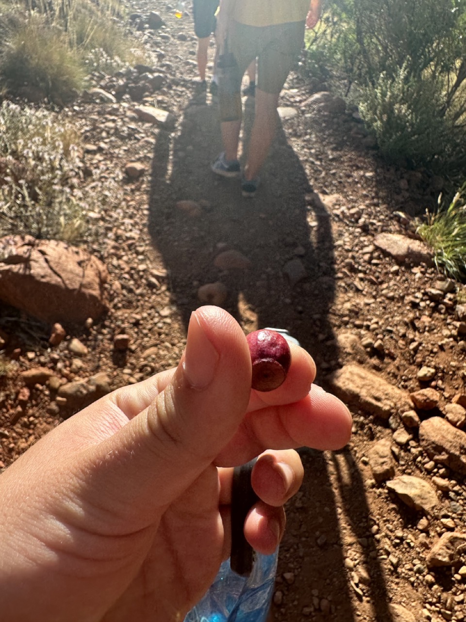 Adam showed us that we could eat these wild plums