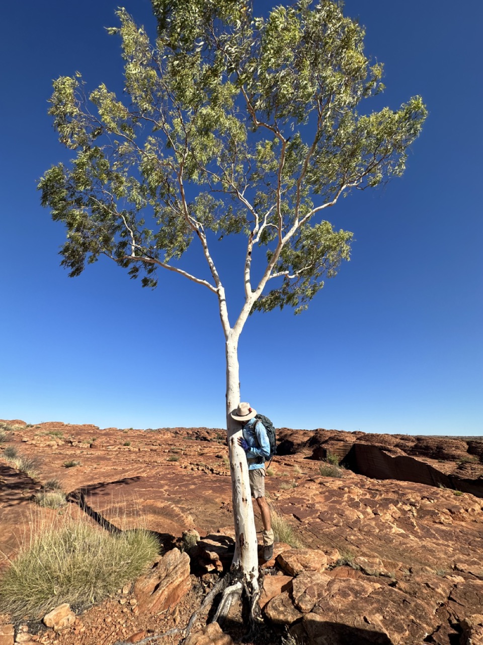 A ghost gum tree, you can hear the water rushing through it if you listen carefully