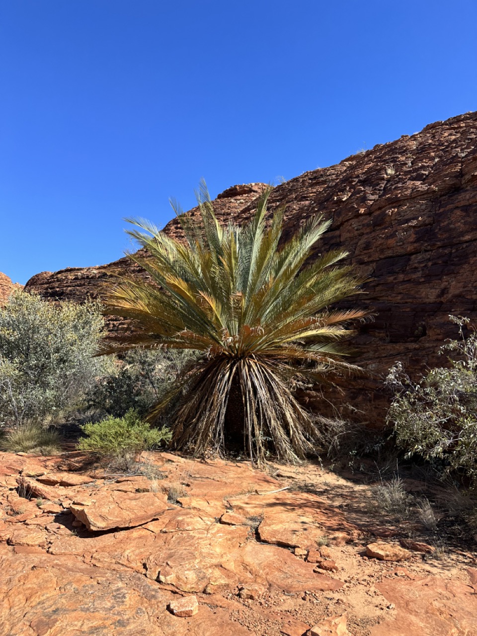 Each frond on this tree takes ten years to grow, meaning this tree is at least 2000 years old