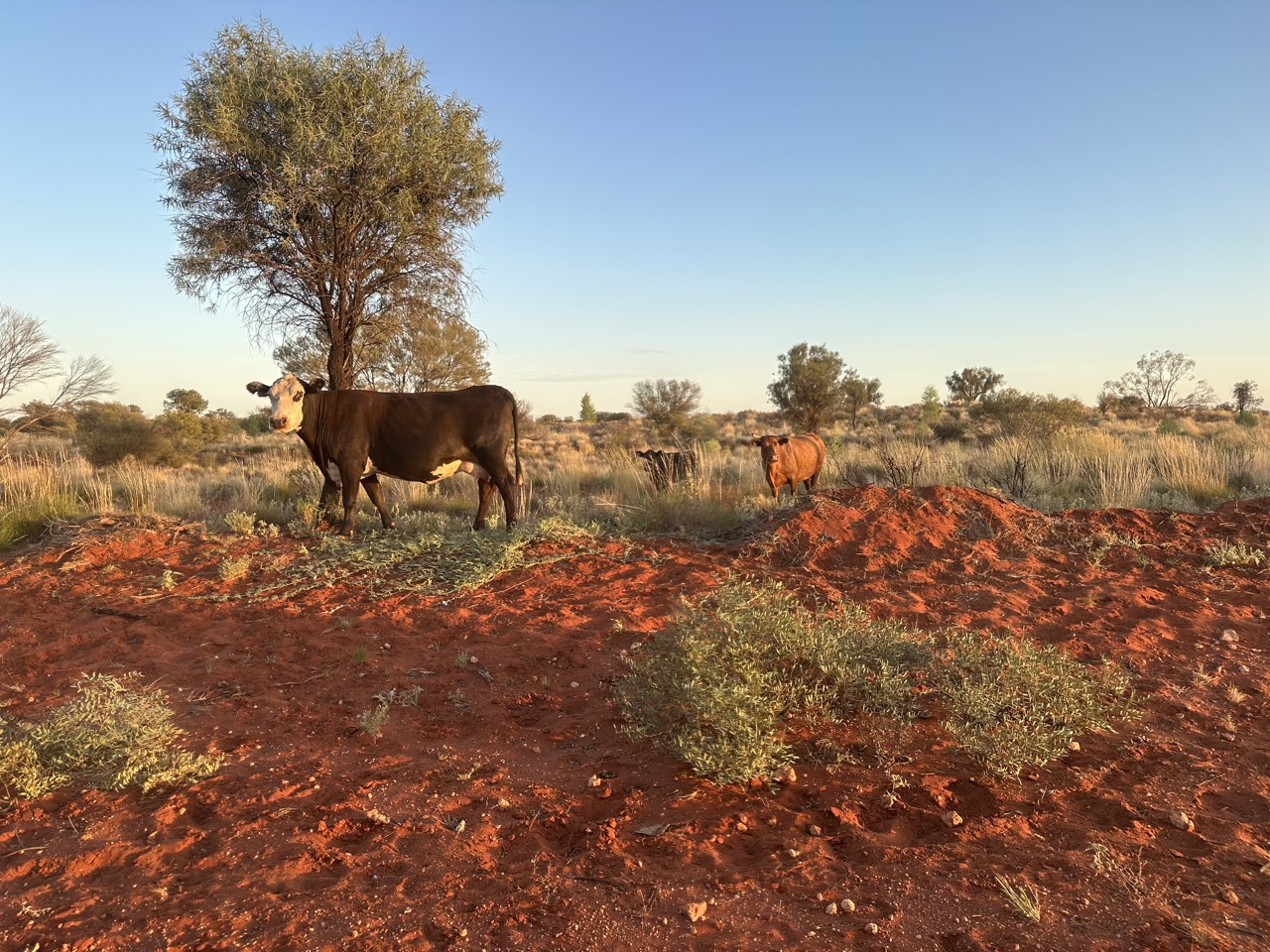 As we drove out of Curtin Springs we saw the cows that had been so loud last night