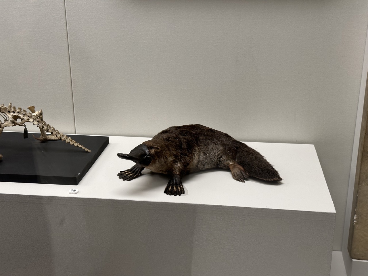 Taxidermy Platypus inside the Australian Museum