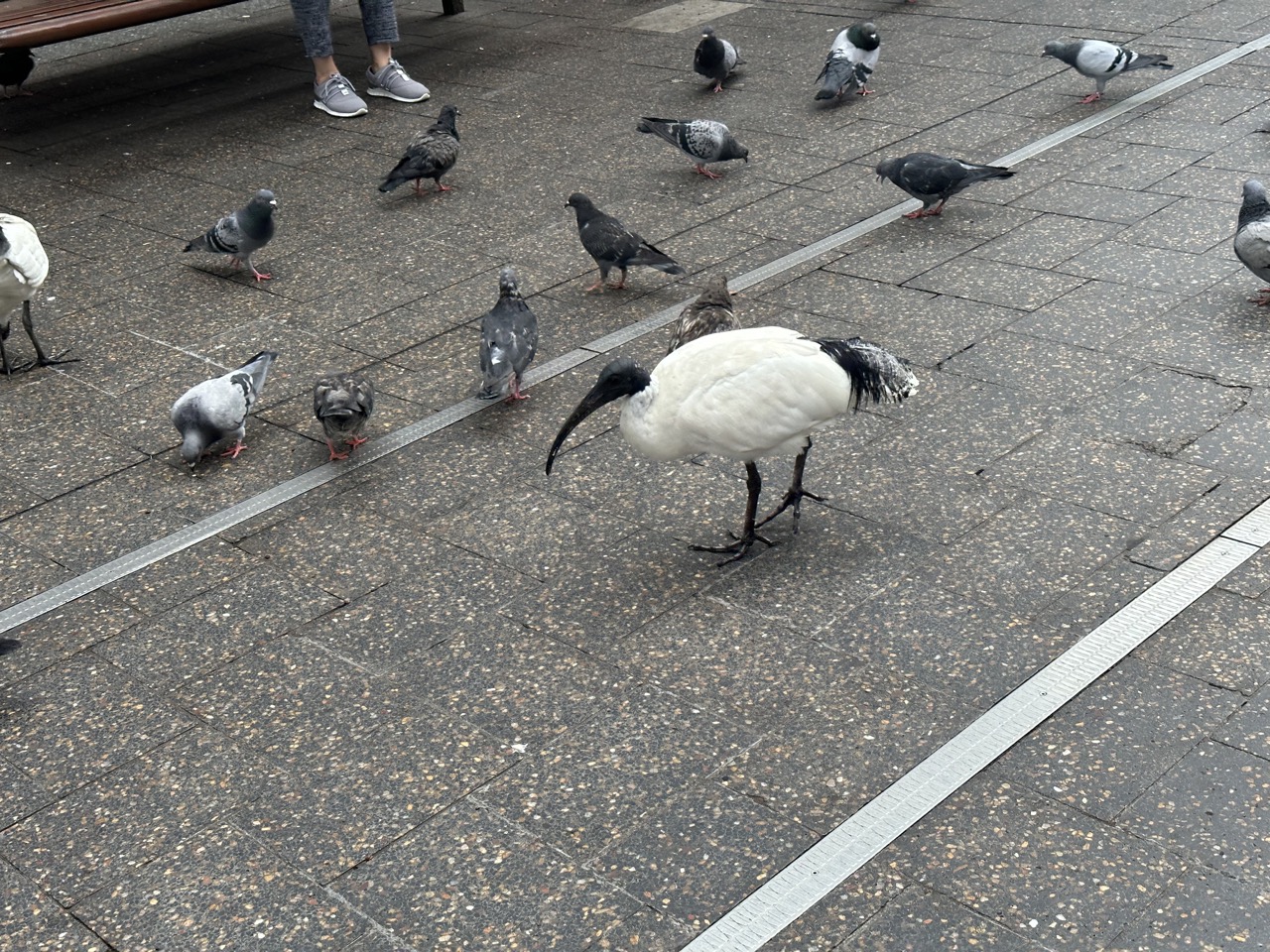 An Ibis among a flock of Pigeons. Ibis are like the equivalent of rats, they are known for eating trash out of bins