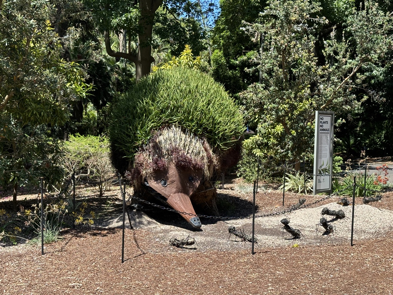 Echidna Topiary in the Botanic Gardens