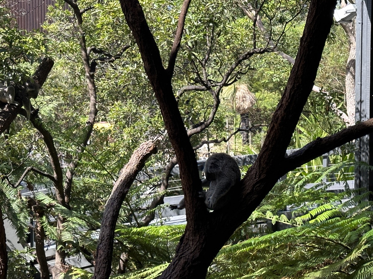 A Koala sleeping in the tree