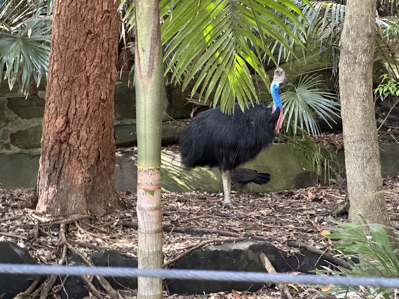 Cassowary