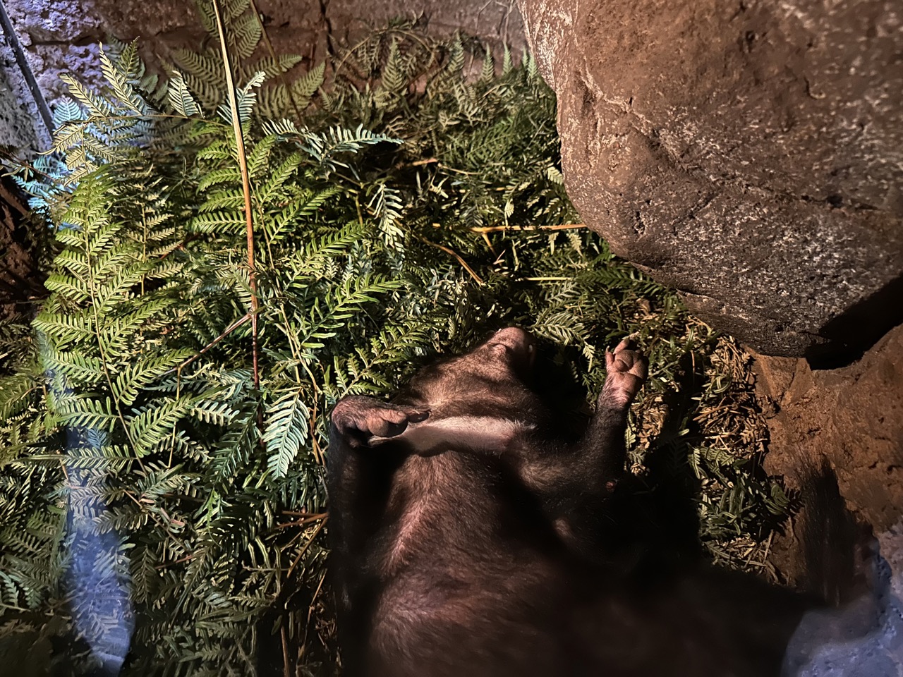 A Sleeping Tasmanian Devil