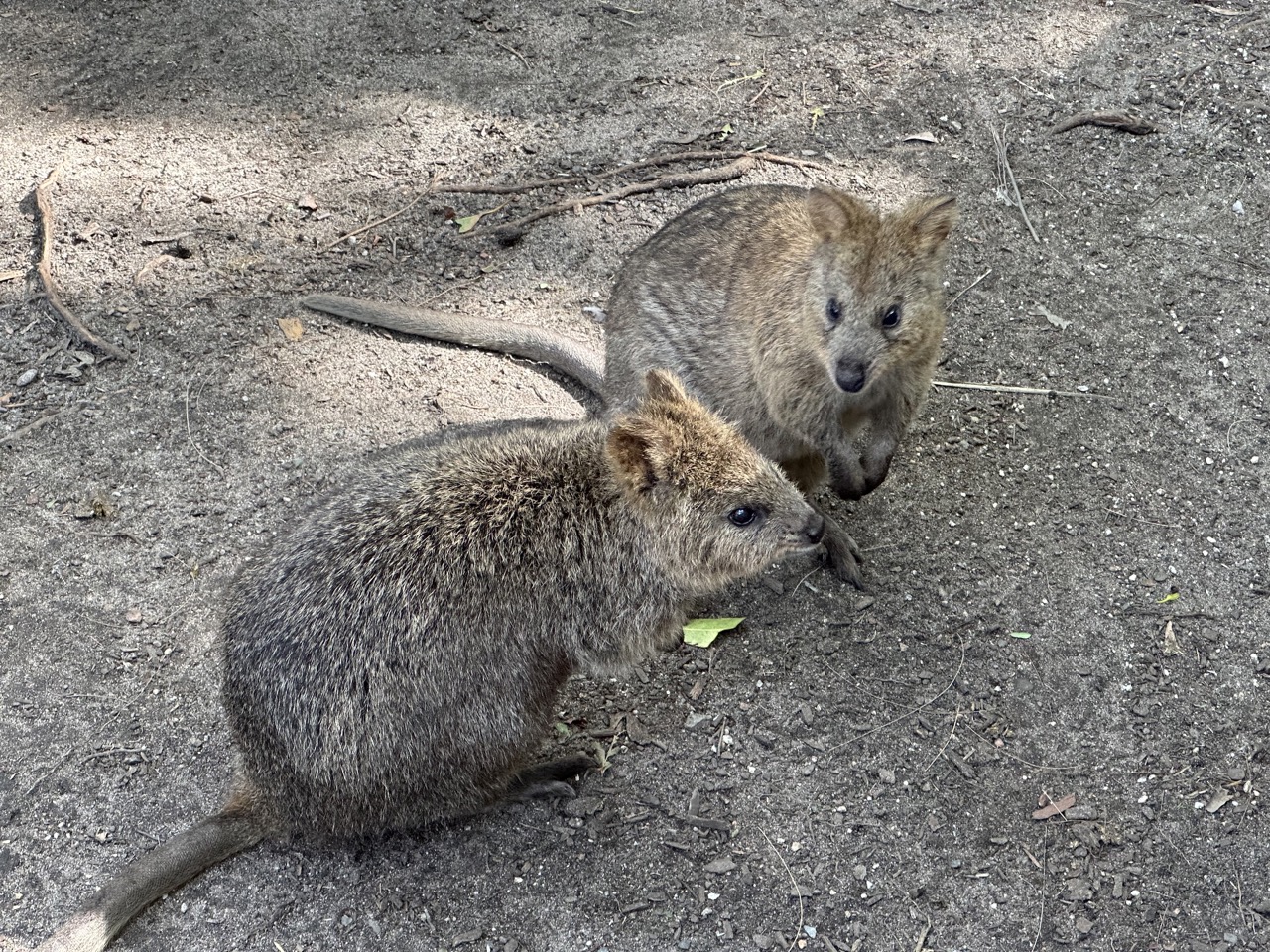 Two Quokkas