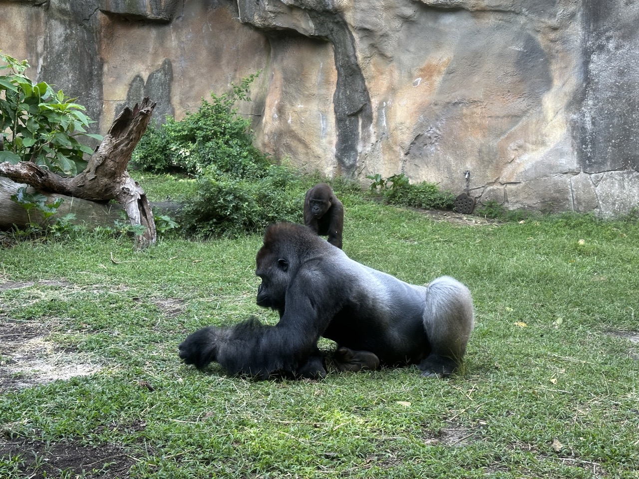 Two Gorillas