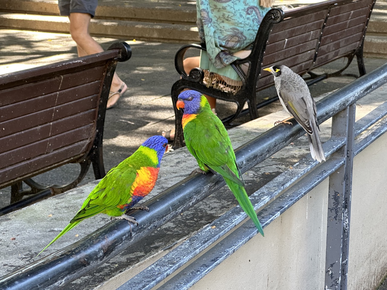 I saw some incredibly colorful birds in the park while walking to the Art Gallery