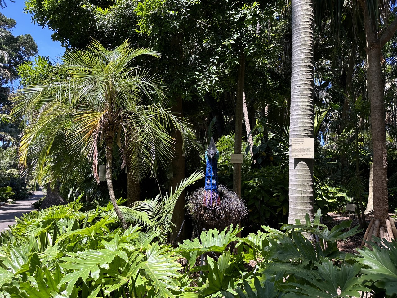 Cassowary Topiary in the Botanic Gardens