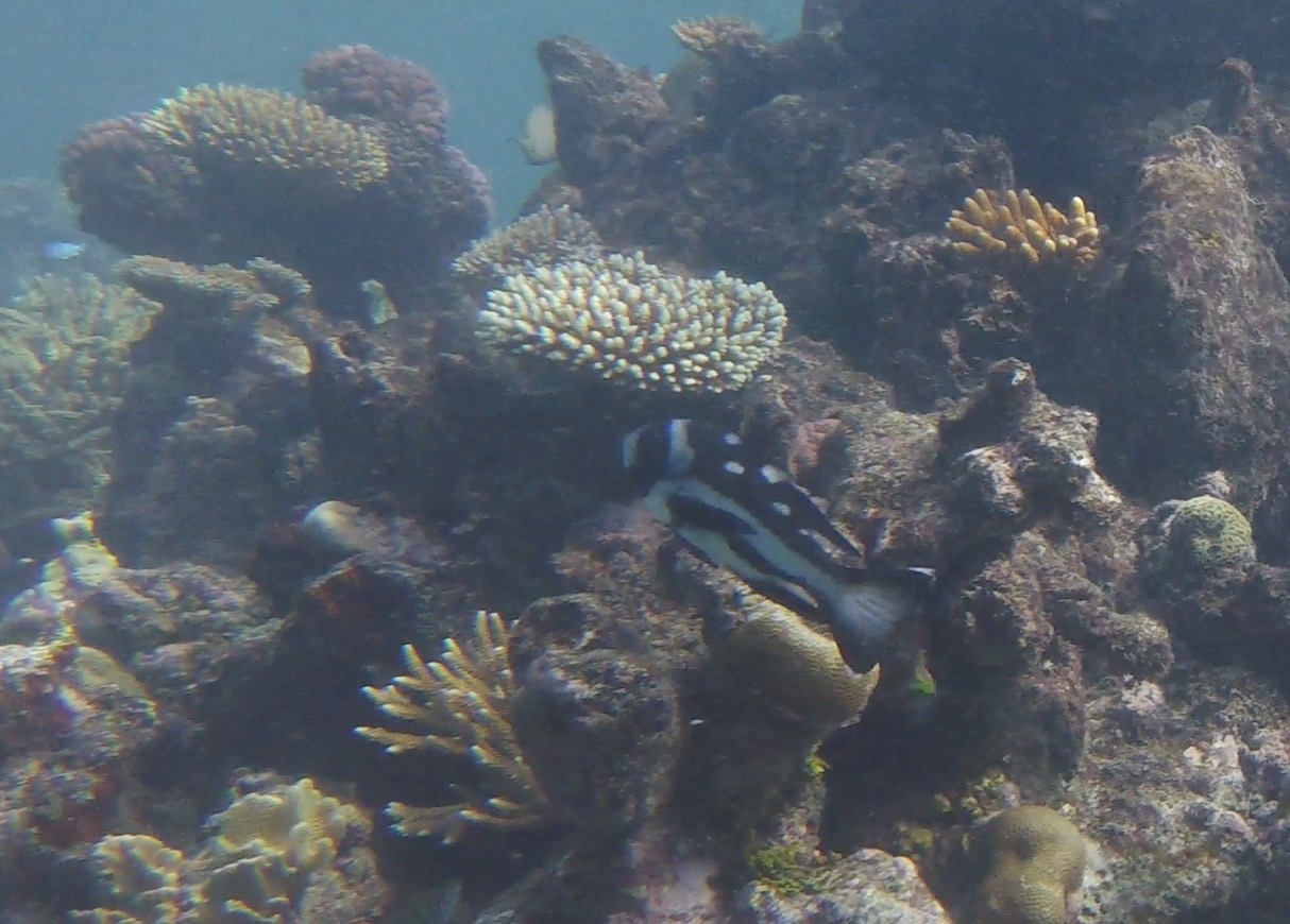 Unidentified black and white fish