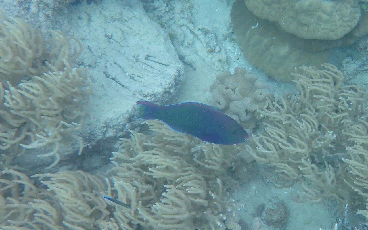 Colorful parrotfish