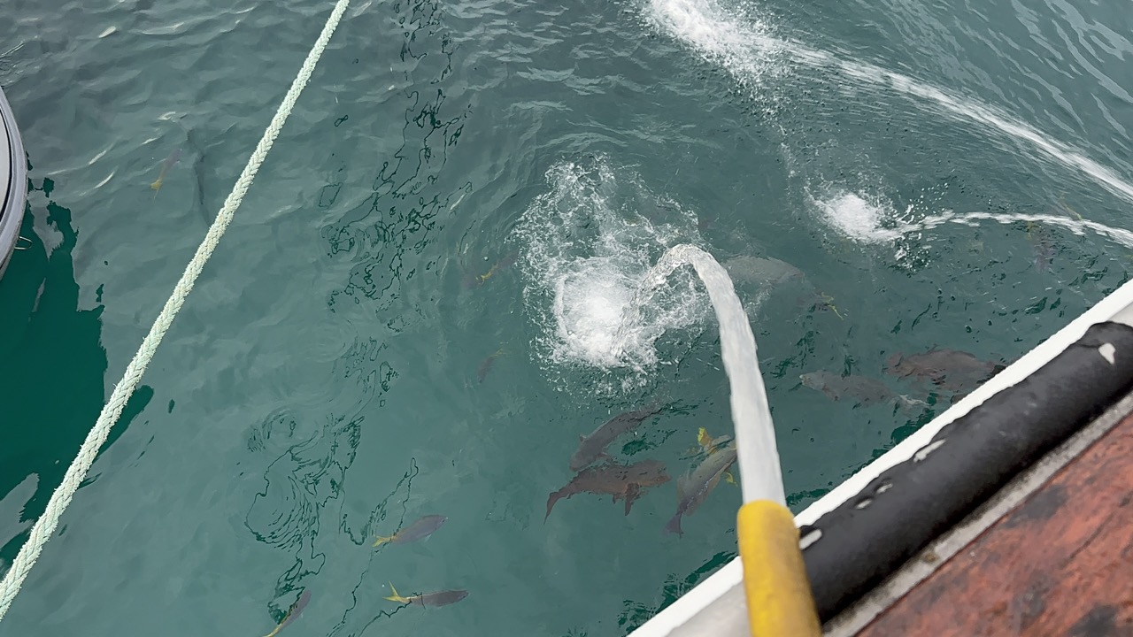 We rinsed our dishes into the water, and the fish figured that out