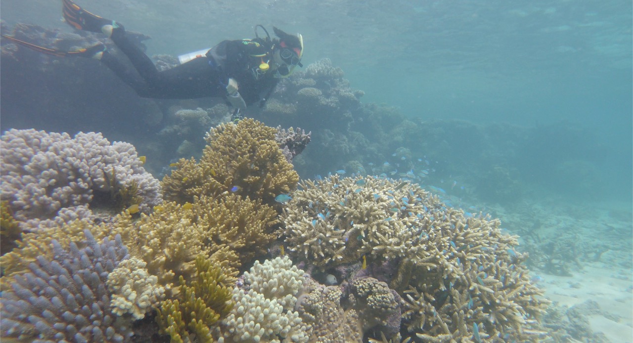 The reef had lots of small colorful fishes and coral