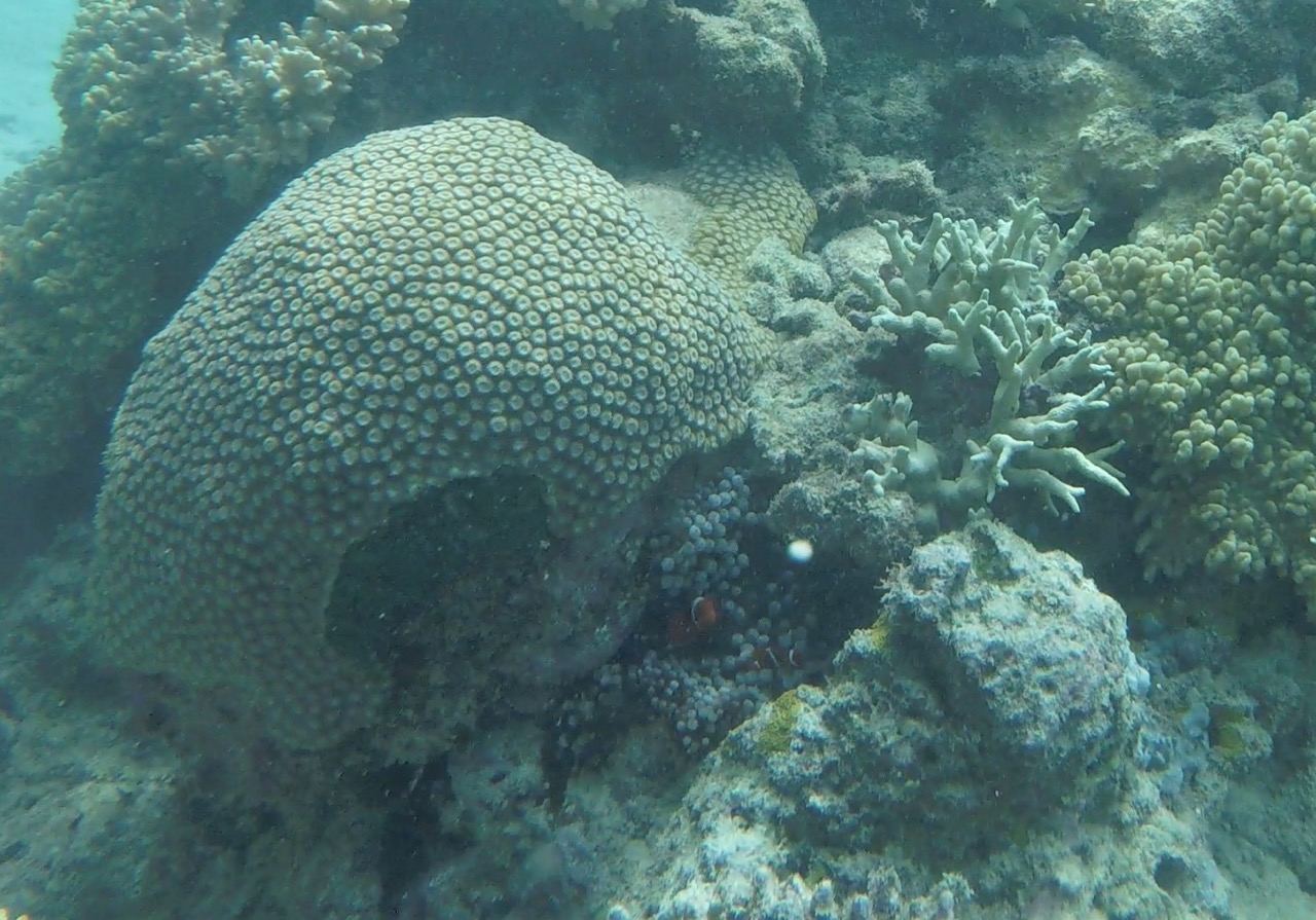 Some clownfish hiding in an anemone