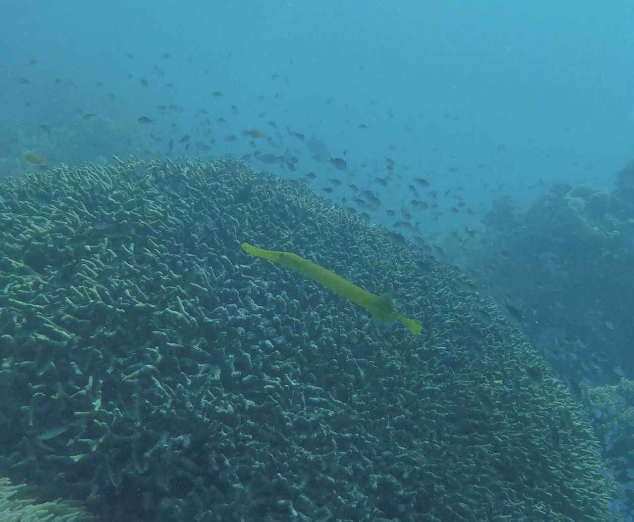 A yellow trumpetfish