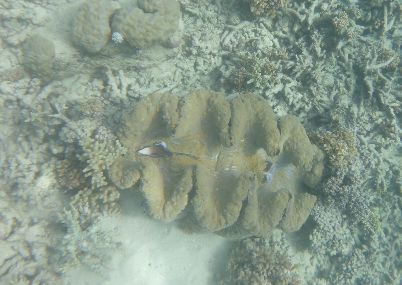 A giant clam