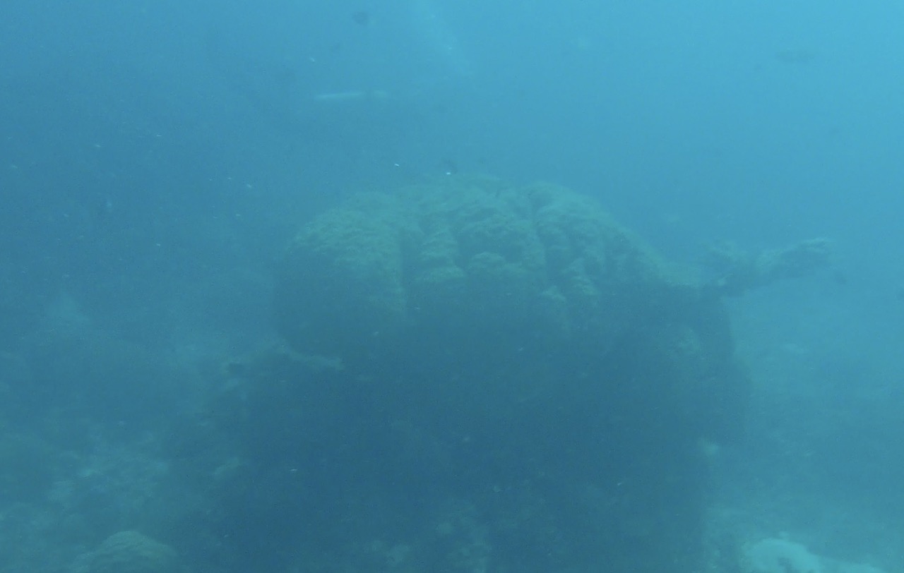 This rock looked like a turtle, unfortunately my camera fogged up and ruined footage of an actual turtle I saw while snorkeling later