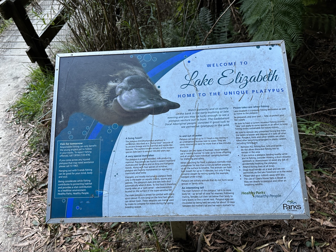 I went to Lake Elizabeth at dusk in search of a platypus