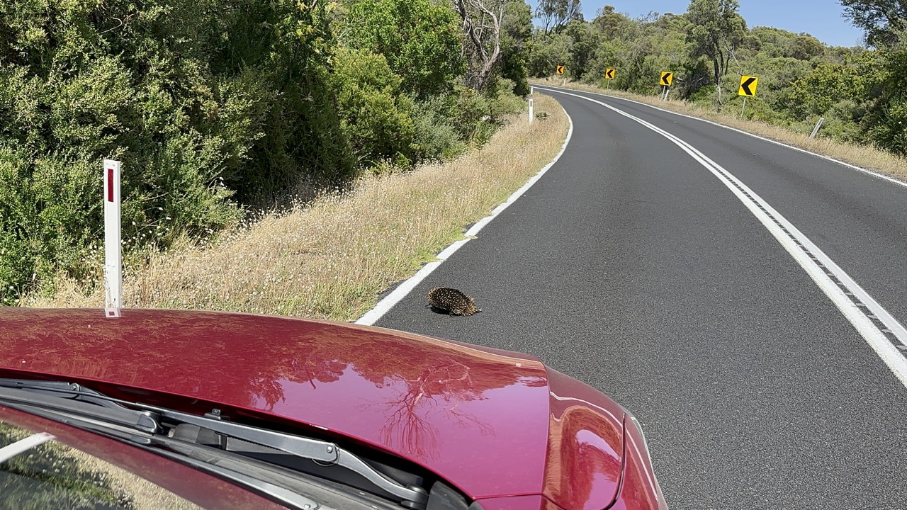 An echidna crossed the road right in front of my car