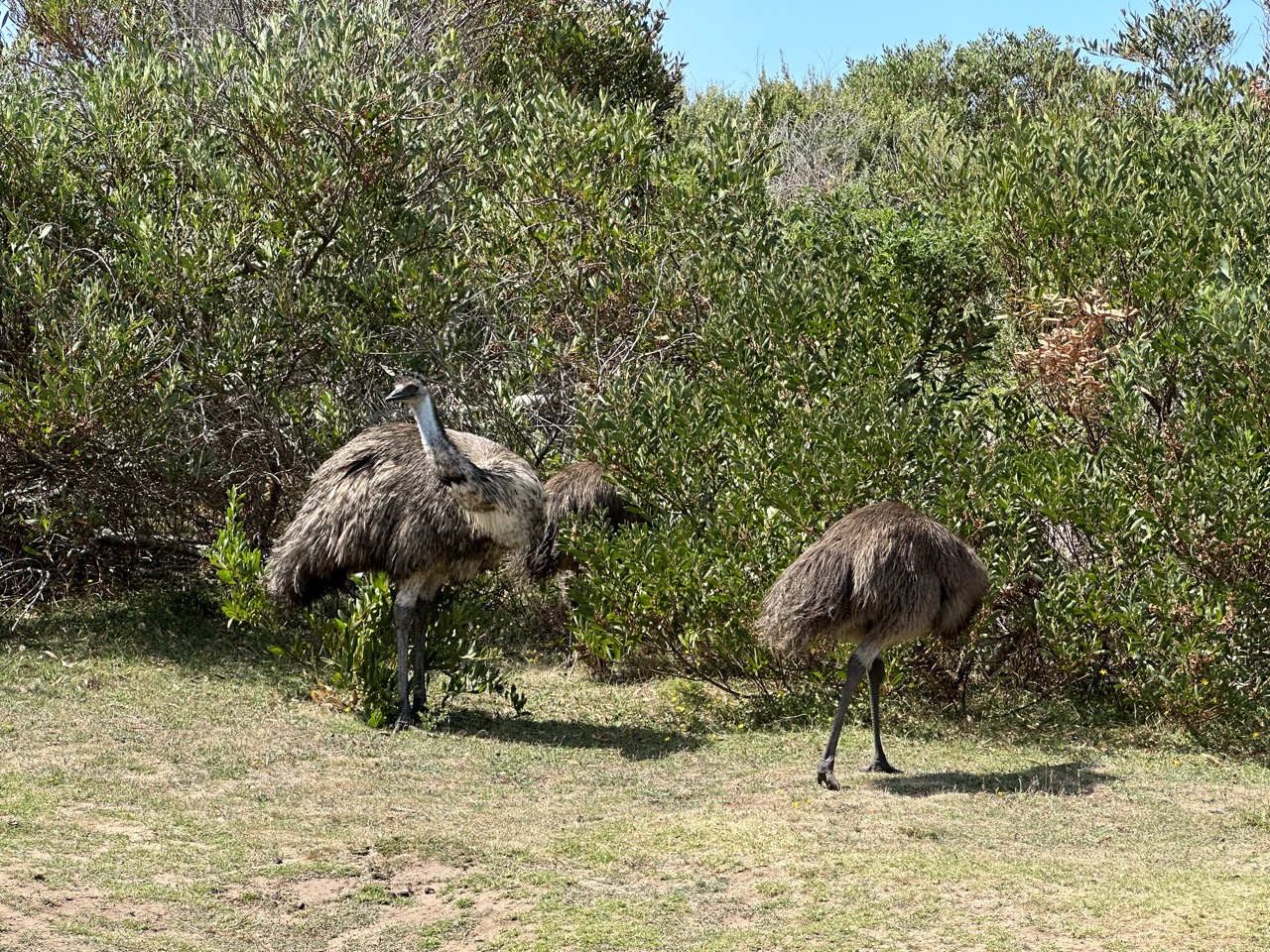 I saw some emus at the Prom Wildlife Walk