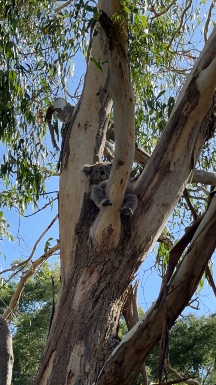 A Koala sleeping in the tree at Phillip Island Koala Conservatory