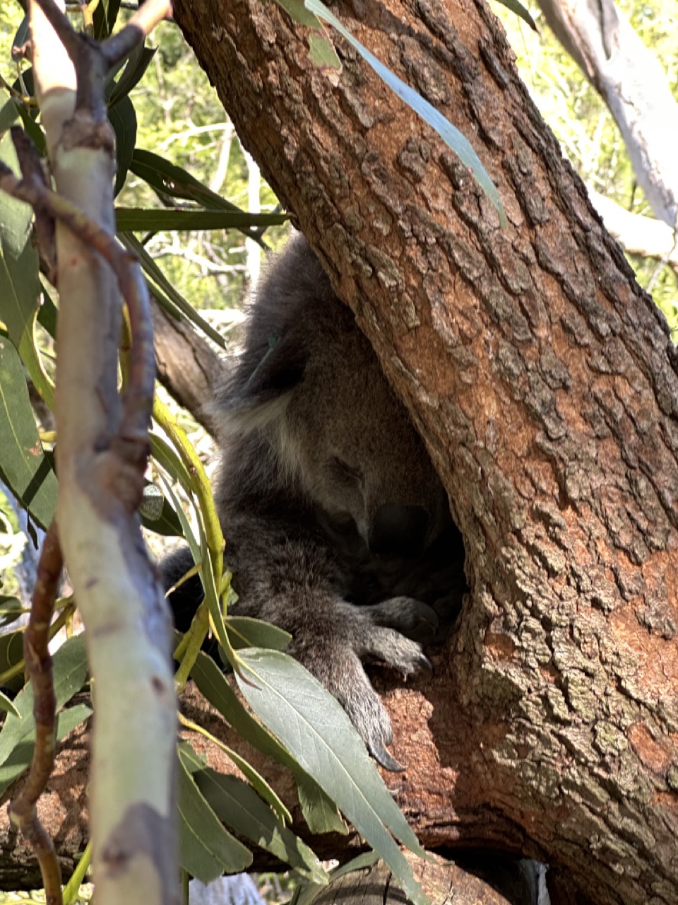 Another sleepy koala