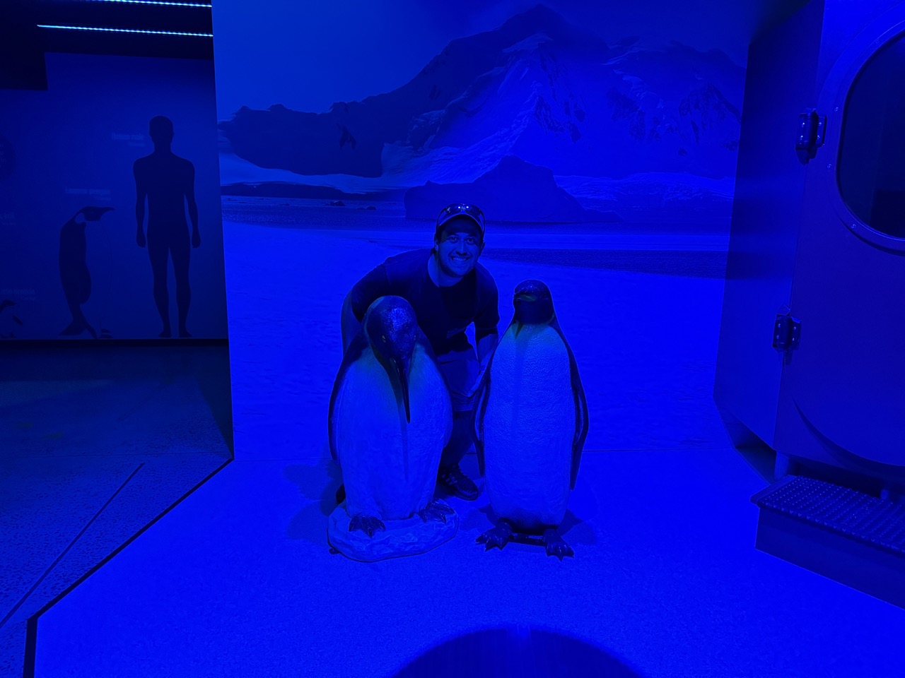 Penguin photoshoot at Nobbies Centre Antarctic Journey