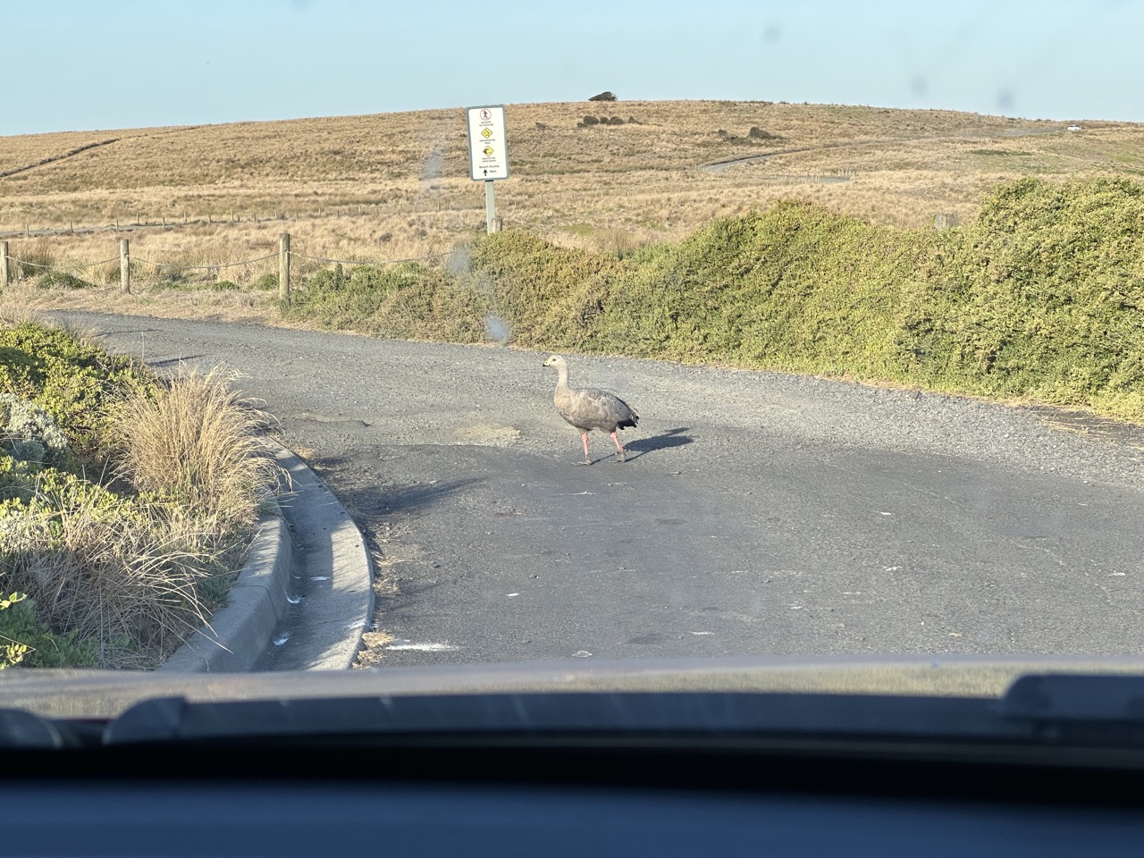 I took the scenic route to the penguin parade from the Nobbies. A Cape Beren goose crossed the street in front of me