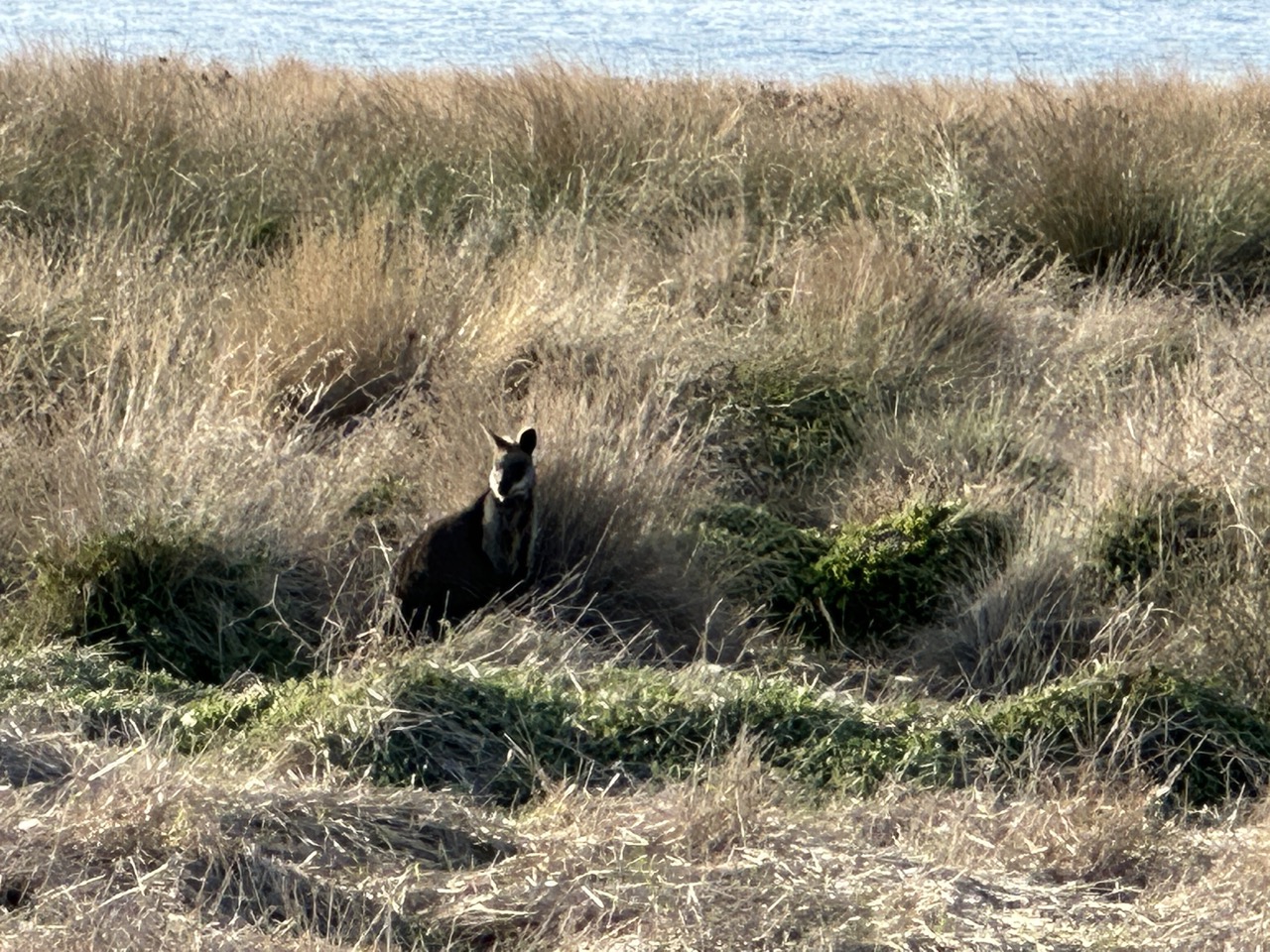 There were a lot of swamp wallabies eating on the sides of the road