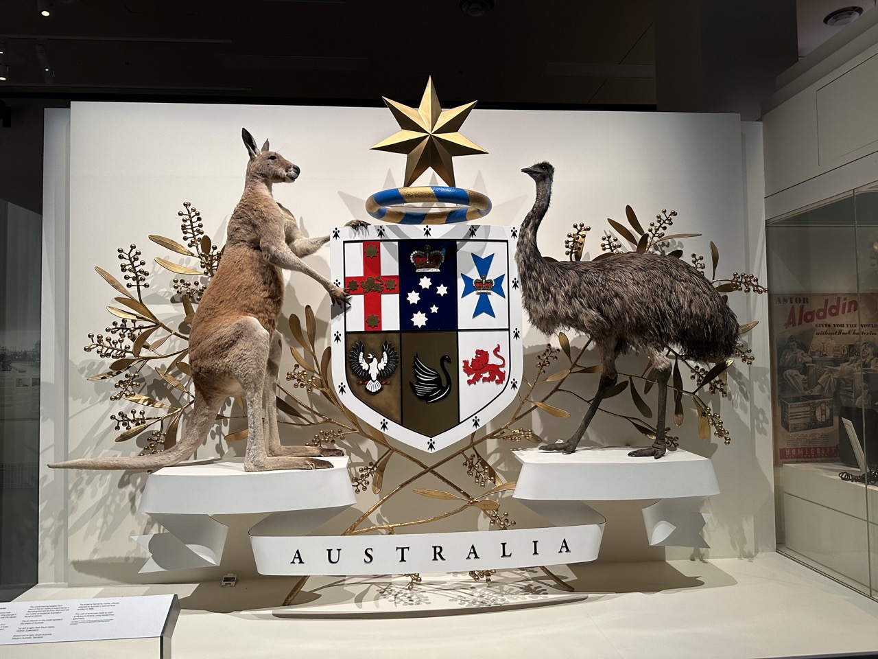 Taxidermy Australia Seal in the Melbourne Museum