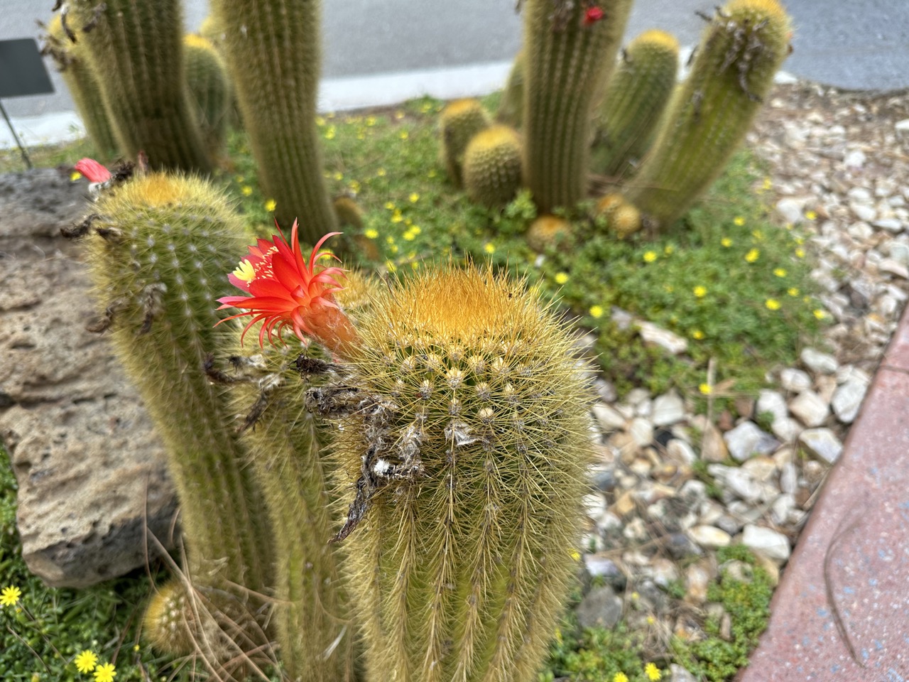 Beautiful Cactus Flower