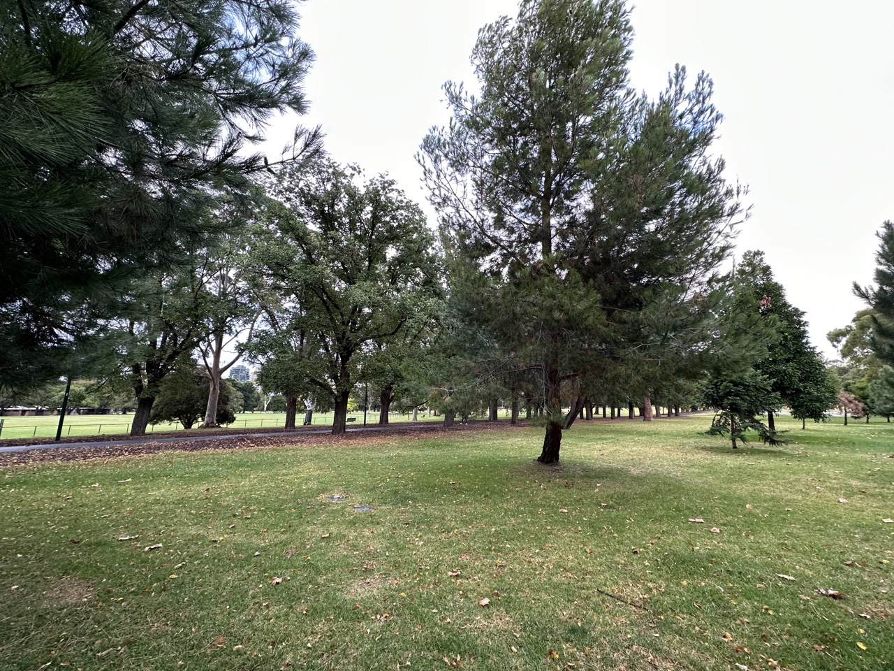 Wai Chung suggested I walk through Fawkner Park on my way back to the city