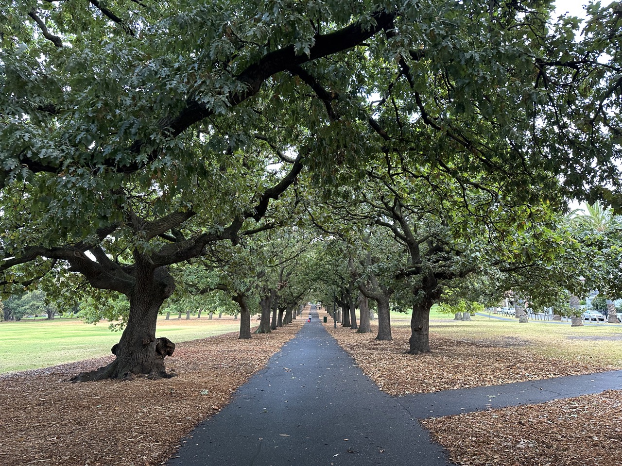 There was a nice section of Fawkner Park lined with trees