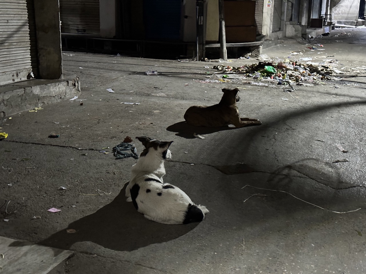 Their are tens of millions of street dogs in India, and Amritsar is no exception